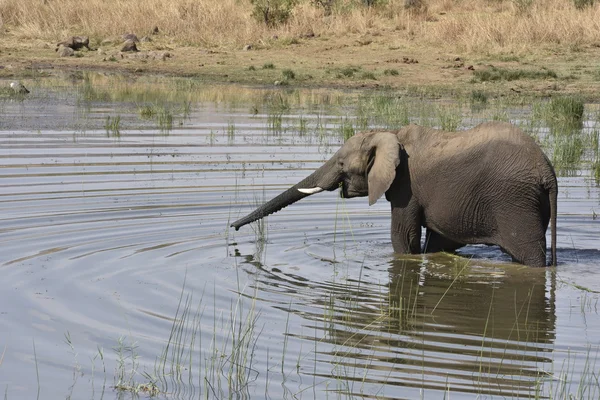 African elephants in water — Stock Photo, Image