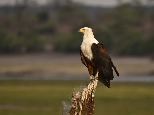 Southern african birds — Stock Photo, Image