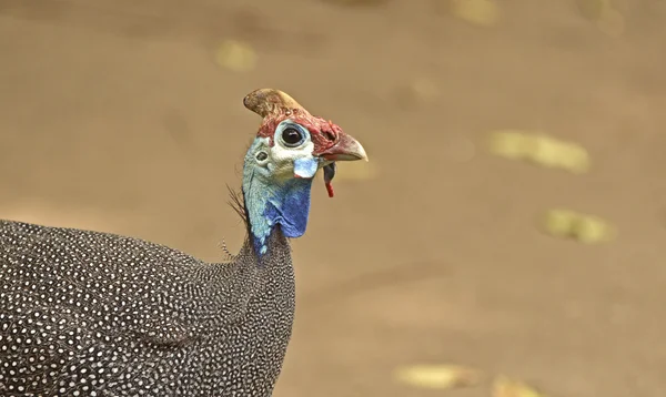 Güney Afrika kuşları