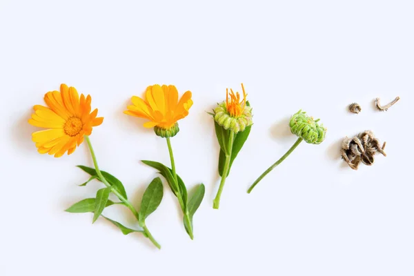 Calendula Blommor Ljusgrå Isolerad Bakgrund Medicinsk Växt Frön Bredvid Blommor Royaltyfria Stockbilder