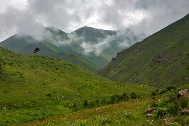 Bulutlu bir yaz gününde dağ manzarası. Alçak bulutlar, yeşil tepeler. Avrupa Alpleri. Bir tepenin üstünde yalnız bir çam ağacı.