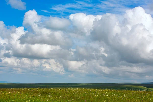 Parlak güneşli bir günde çiçeklerle dolu bir tarla. Ufuk çizgisi. Düşük kümülüs bulutları. Çiçek açan çayırlar. Karachay 'sız cumhuriyet. Rusya