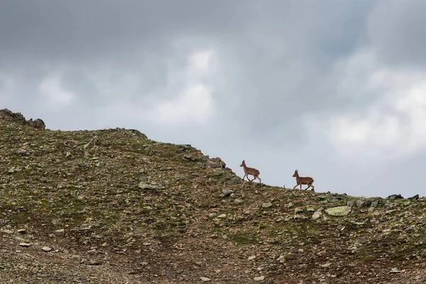 Chamois Mountain Slope Mountain Goats Wild Cloudy Day Dombay Caucasus — Stock Photo, Image