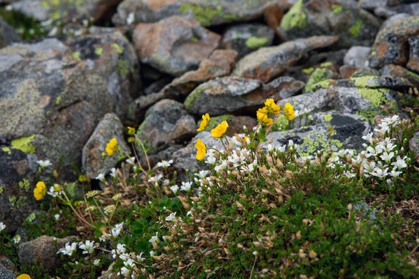 Flowers of alpine meadows on a background of stones. A cloudy summer day. Alpine flowers.