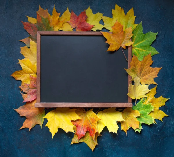 School chalk board framed by maple leaves on a dark blue background. Top view, layout. Back to school. A bright picture for the school.