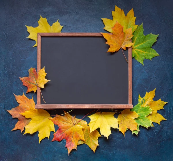 School chalk board framed by maple leaves on a dark blue background. Top view, layout. Back to school. A bright picture for the school.