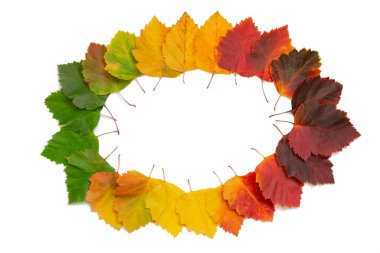 Çerçeve, beyaz izole edilmiş arka planda parlak sonbahar yaprakları şeklinde. Dikenli kırmızı-sarı yapraklar. Yeşilden koyu bordo rengine kademeli geçiş.