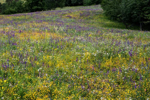 牧草地を開花 牧草地の花がたくさんあります 美しく 明るく 晴れた夏の日 山の中の草原 — ストック写真