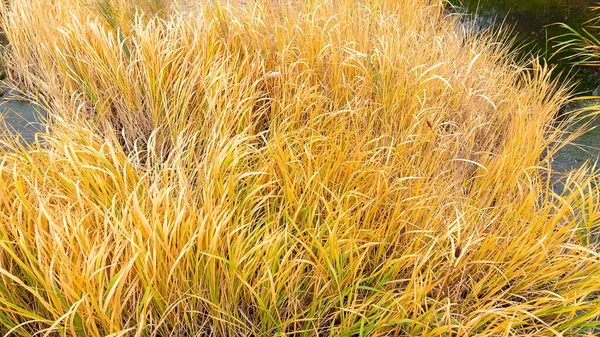 黄色のカテールや湖のクローズアップ上のビューでリード コピースペースのある黄色い草の質感の秋の背景 湿地帯の水の背景に黄色の草や葦 — ストック写真