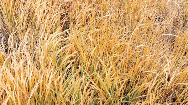 Einem Sonnigen Herbsttag Vergilbtes Schilf Oder Schilf Einem Sumpf Draufsicht — Stockfoto