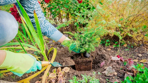 Посадка Picea Abies Растения Nidiformis Открытом Грунте Цветочном Саду Осенью — стоковое фото