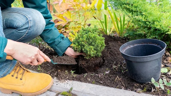 A gardener plants a coniferous plant from a container in open ground during the fall season. Transplanting plants in the garden. Picea glauca Alberta Globe in landscape design.