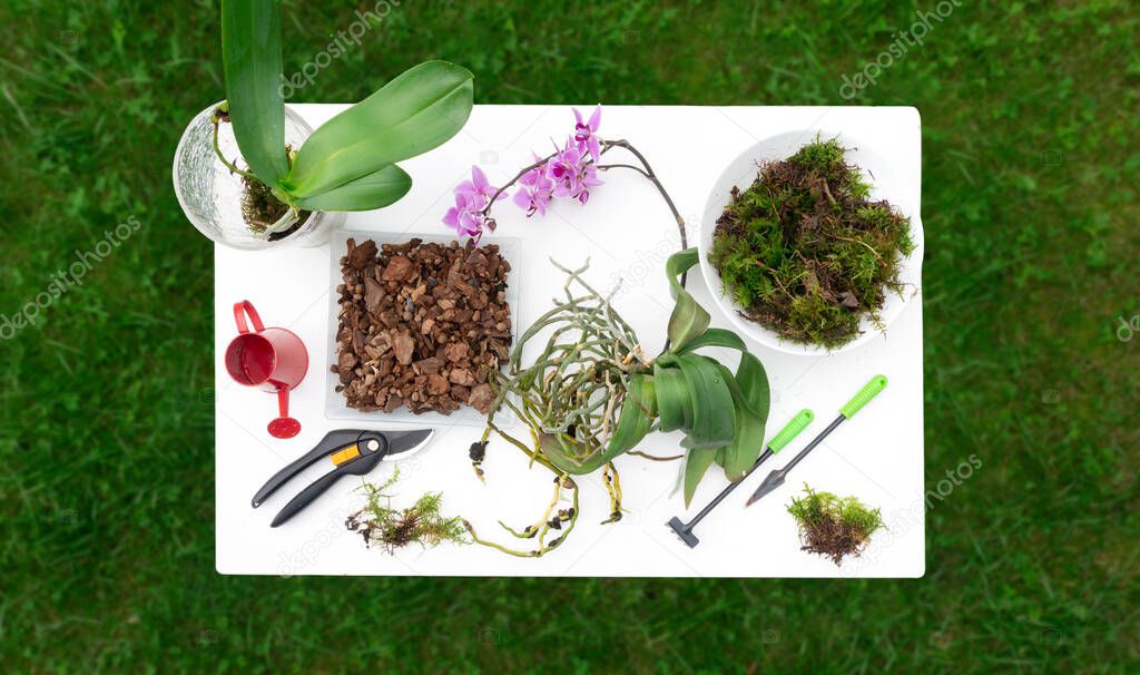 Transplanting a home potted orchid plant. Work table with gardening tools, watering can, pine bark and pruning shears for transplanting phaleonopsis orchid top view.
