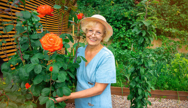 Smiling senior lady with glasses and a hat stands near a rose bush in a garden with raised beds. Portrait of a woman gardener on a summer day. The concept of ecologically clean agriculture.