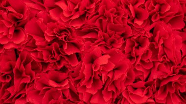 Sevgililer Günü soyut kırmızı arka plan. Krep kağıdının kırmızı arka planı yakın plan. Sevgililer Günü ve evlilik yıldönümünü kutlamak için romantik, koyu kırmızı bir zemin..