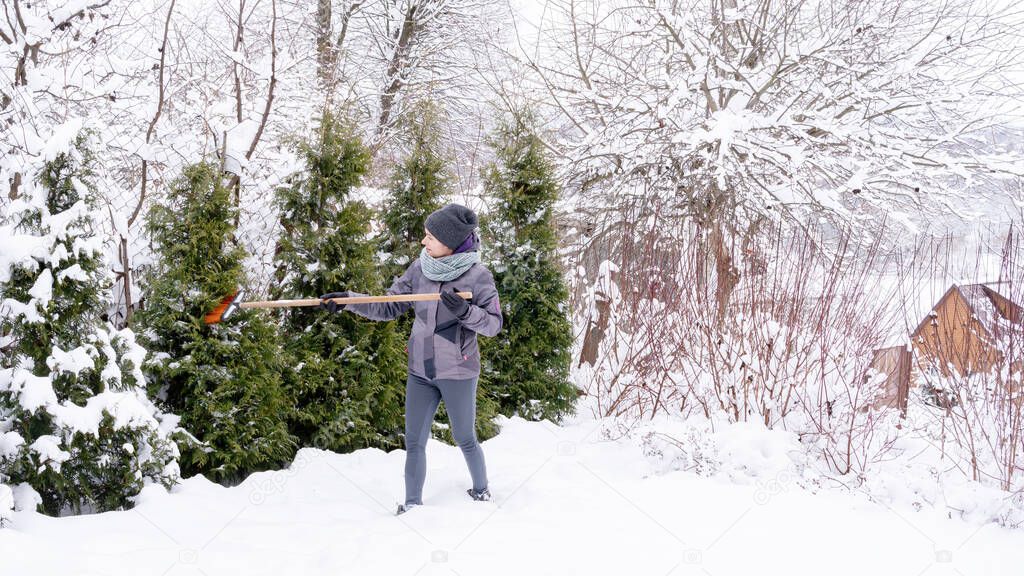 Figure 2. After clearing snow from garden conifers. The gardener cleans the snow from the trees with a broom after a blizzard so that the branches do not break under the weight of the snow. 
