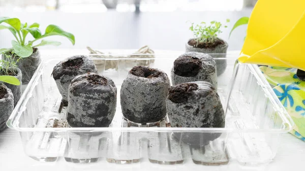 Peat pellets are poured with water from a jug to swell. Peat pellets soaked in water are ready for planting seeds. Using peat or coconut tablets for growing seedlings at home indoors.