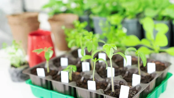用塑料盒装的西红柿种子可以进行特写 植物品种标记用的白色塑料标签 在自家花园照料植物 健康的室内番茄幼苗 供早熟收获 — 图库照片