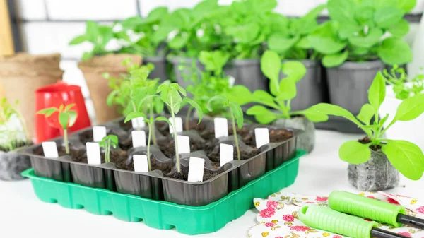 White labels for marking plant species when growing seedlings in plastic cassettes indoors. Seedlings of tomatoes in cassettes close-up