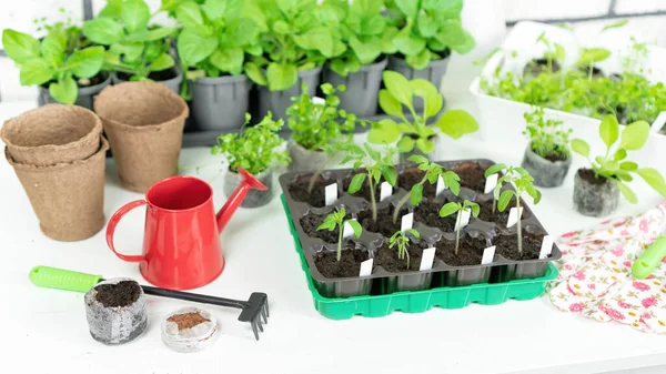 Gardening Tools Accessories Plant Transplantation Home Garden Maintenance Tomato Seedlings — Stock Photo, Image