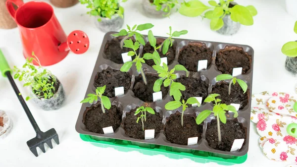 Growing Tomato Seedlings Cassettes Pressed Peat Pellets Indoors Cassette Young — Stock Photo, Image