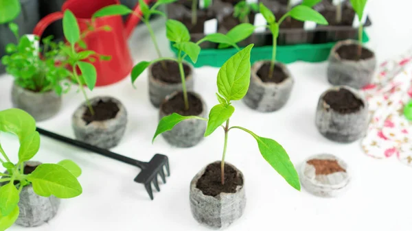 辣椒幼苗 胡椒粉 胡椒粉一种在泥炭球中的甜椒芽 以蔬菜和花卉的幼苗为背景用椰子或泥炭片在家中种植春天的植物幼苗 — 图库照片