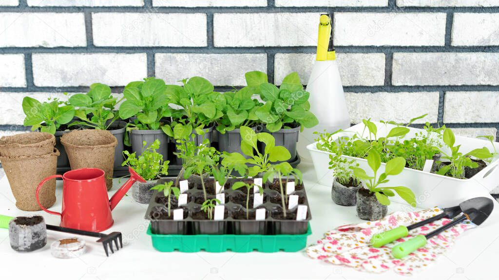 Gardening tools and accessories for growing seedlings of vegetables and flowers in a home garden indoors. Growing seedlings in peat tablets and plastic cassettes in spring for an early harvest.