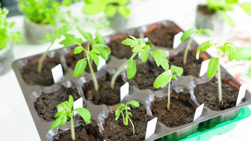 Tomato seedlings close-up top view. Growing tomato seedlings in plastic cassettes filled with peat or coconut substrates. The use of labels to mark the varieties of cultivated plants