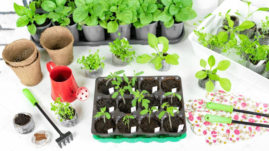 Transplanting seedlings from plastic cassettes into peat pots. Growing vegetable and flower seedlings in spring for planting in a greenhouse for an early harvest. Gardening tools for home garden.