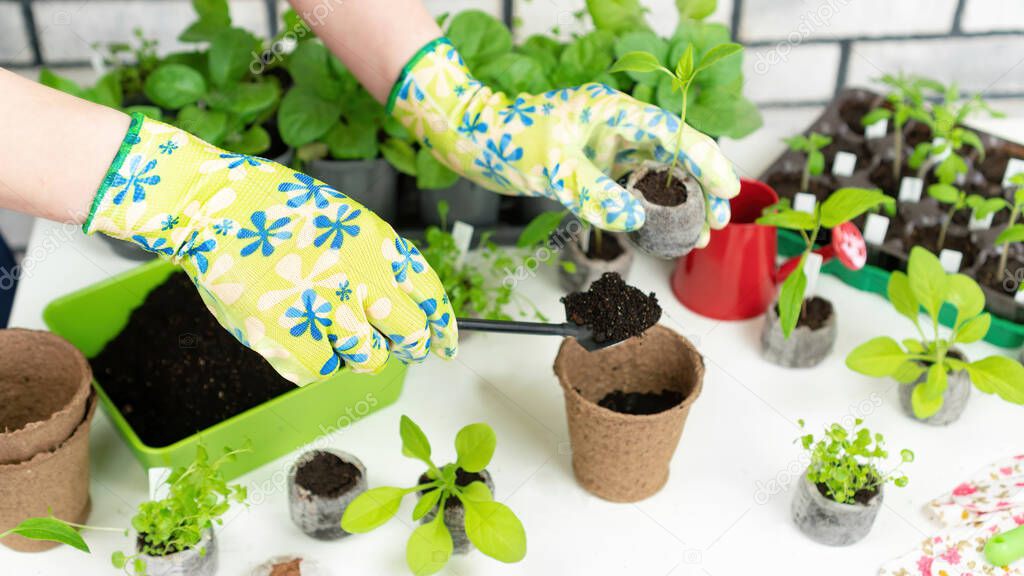 The use of eco-friendly technologies and materials in home gardening. Growing seedlings in biodegradable containers. Transplanting bell pepper seedlings into a peat pot.