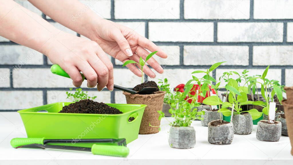 A female hands transplant a sprout of bell pepper from a peat pellet into a pot. Home gardening hobby concept. Growing vegetable and flower seedlings in pressed peat pellets.