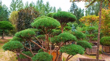 Kozalaklı ağaçlar kesmek için Niwaki tekniği. Dağ çamı bonsai ağaç sanatının bir örneği. Bitki yetiştirme odasındaki ağaçlar için damlatma sistemi.
