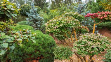 Niwaki tekniğini kullanarak yaprak döken ağaçları kesmek. Bahçenin peyzaj tasarımı içindeki ağaç türleri. Şehir parkındaki yaprak döken ağaçların Bonsai 'si..