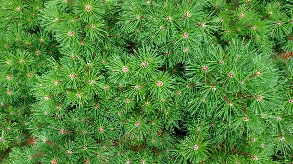 Fondo Verde Corona Pino Montaña Primer Plano Con Espacio Copia —  Fotos de Stock