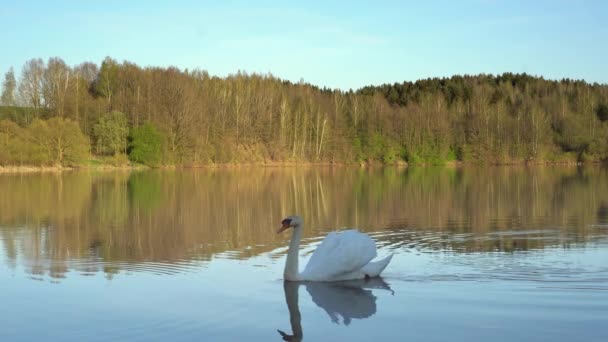 Un cisne nada en un lago tranquilo al atardecer. — Vídeo de stock