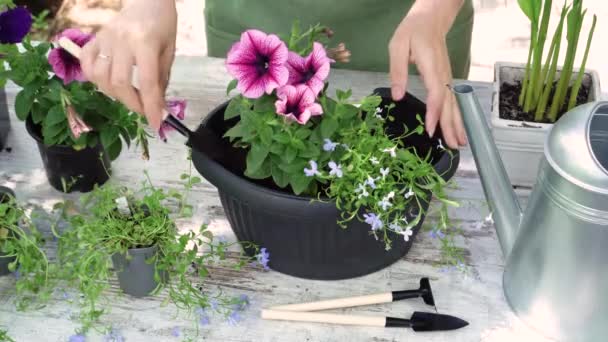 The gardener makes flower pots with green gloves. — Stock Video