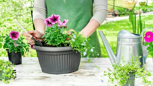 Garten Und Hausgartenarbeit Ein Gärtner Kittelschürze Verpflanzt Petunien Setzlinge Einen — Stockfoto