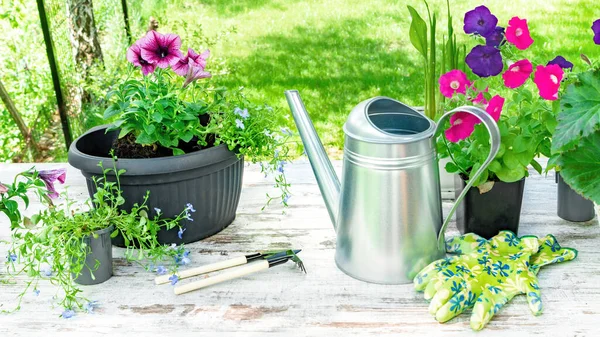 春天在盆子里种花 安排花卉 饮水罐及园艺工具 以展示移植花卉幼苗的过程 — 图库照片