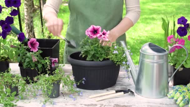 Trädgårdsmästaren gör blomkrukor med gröna handskar. — Stockvideo