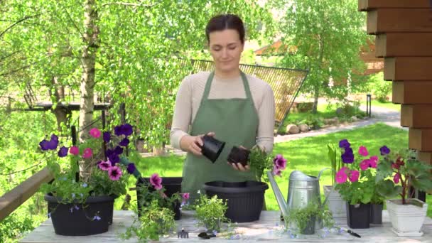 Buena mujer trasplanta las plántulas en macetas grandes. plantación de flores. — Vídeos de Stock