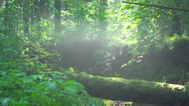 Bir orman deresinin üzerinde devrilmiş bir ağacın ıslak gövdesi.. 