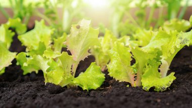 Sebze bahçesinde marul yetişiyor. Organik gıda çiftliğinde biyolojik ürünler yetiştiriyor. Açık yeşil marul yaprakları güneş ışınlarındaki kara toprakta yetişir.