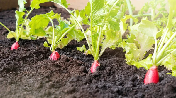 Genç kırmızı turpun kök ekinleri toprağa yapışmış. Sağlıklı beslenme ve vejetaryenlik için evinizin bahçesinde organik sebzeler ve yapraklı yeşillikler yetiştirin. İçinde sebzeler olan siyah verimli toprak..