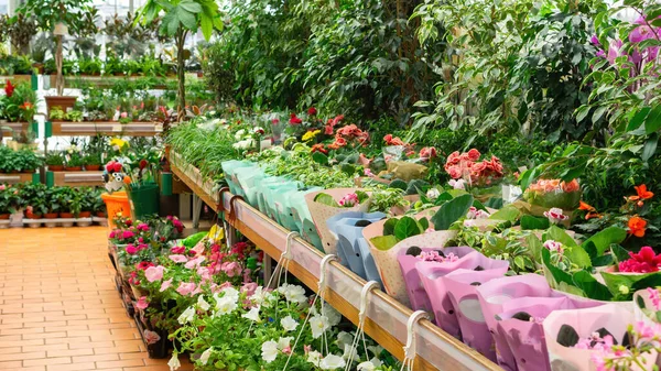 Venda Centro Jardim Prateleiras Loja São Forradas Com Vasos Plantas — Fotografia de Stock