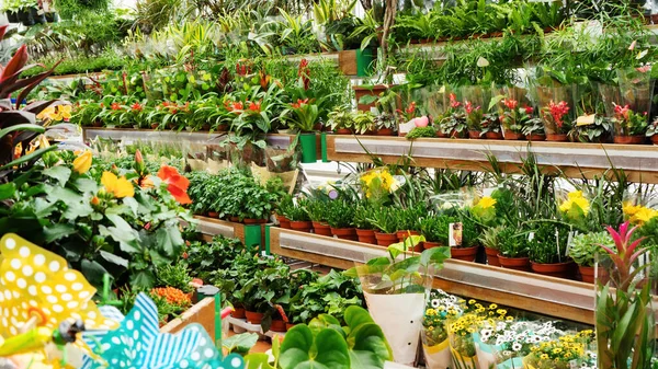 Półki Sklepowe Wyłożone Kwiatami Doniczkowymi Różnorodność Roślin Ogrodowych Sprzedaż Rynku — Zdjęcie stockowe