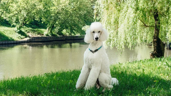Cão Caniche Branco Padrão Raça Pura Senta Gramado Verde Espera — Fotografia de Stock