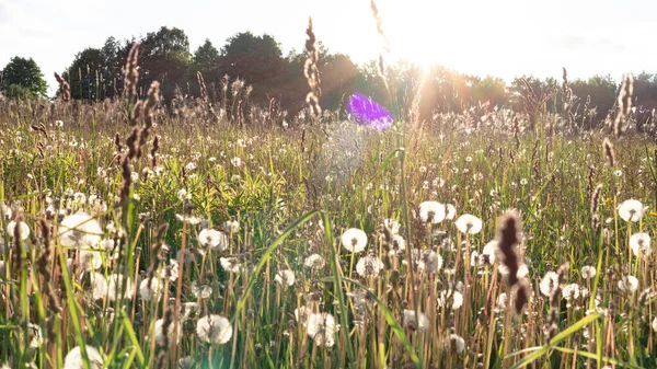 Campo Dandelions Brancos Aéreos Fundo Ervas Flores Silvestres Com Espaço — Fotografia de Stock