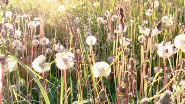 Dandelion Berbulu Putih Dalam Sinar Matahari Terbenam Close Foto Atmosferik — Stok Foto