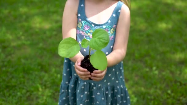 Flickan håller en grodd av en planta med en öppen kupol, redo för plantering. — Stockvideo