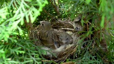 Vahşi kuşlar yuvadaki hemşirenin dönüşünü bekliyor. Yuvadaki piliçler.